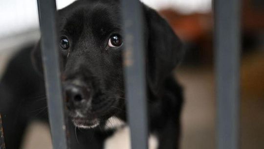 Schronisko dla zwierząt sprawdza prokuratura. MSWiA zleciło pilne kontrole schronisk