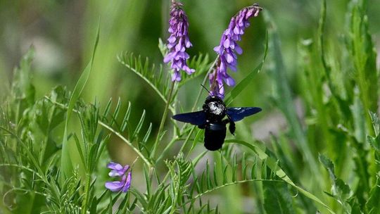 Czarna pszczoła wielką sensacją przyrodniczą. Wielki powrót po półwieczu