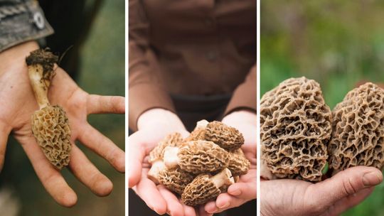 Sezon na grzyby zaczynają wiosną. Grzybiarze ruszyli na swoisty połów