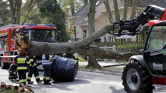 Silny wiatr przewraca drzewa