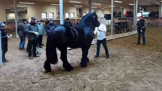 Silver - najlepszy na aukcji ogier z kategorii "polski koń zimnokrwisty". Hodowcą jest Stanisław Martyka Silver - najlepszy na aukcji ogier z kategorii "polski koń zimnokrwisty". Hodowcą jest Stanisław Martyka