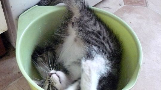 Simeczka czeka na dom Simeczka czeka na dom