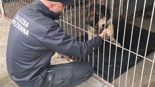 Skazani z więzienia wykonali budy dla bezdomnych zwierząt 