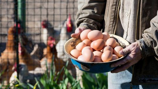 Brakuje jajek, więc sprowadza się je z zagranicy. Ptasia grypa spustoszyła kurniki