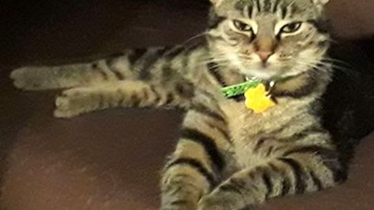 Skradziono małą kotkę! - skarży się czytelniczka