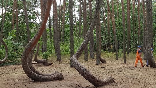 Słynny Krzywy Las do wycięcia? Część drzew obumarła - alarmuje National Geographic Polska