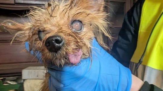 Nielegalna hodowla starszej pani. Psy cierpiały ZDJĘCIA]