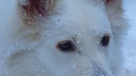 Śnieg to frajda dla dzieci i... psów