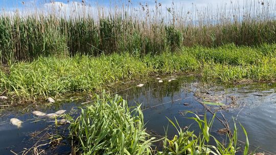 Śnięte ryby znaleziono w kanale Międzyodrza koło Gryfina