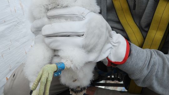 Sokoły wędrowne na elektrowni mają trojaczki Sokoły wędrowne na elektrowni mają trojaczki