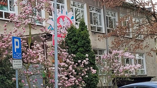 Spacer w poszukiwaniu gryfińskich magnolii