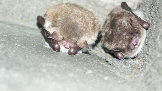 Spis nietoperzy w Puszczy Bukowej