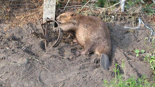 Sprawa bobra umierającego w męczarniach wraca do prokuratury