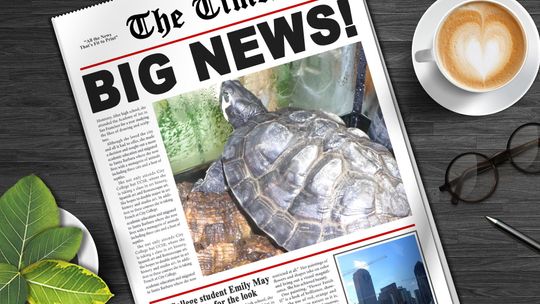 Sprawa żółwia Bibliusia