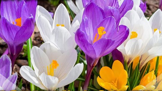 Sprzątanie Gryfina z krokusami - weź udział w akcji Sprzątanie Gryfina z krokusami - weź udział w akcji