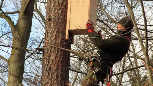 Sprzątanie i wywieszanie skrzynek lęgowych dla ptaków i nietoperzy