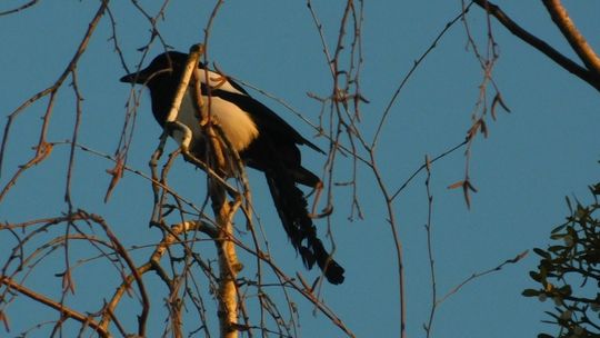 Sroka w gryfińskim parku. Wiecie, że to jeden z najinteligentniejszych ptaków?
