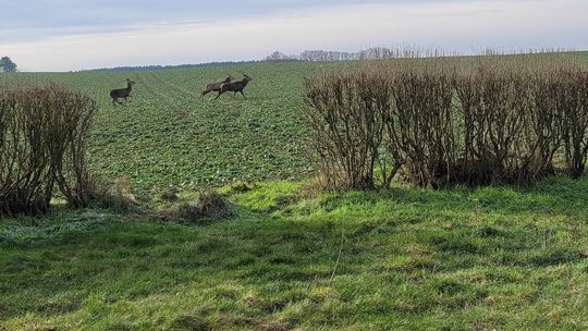 Stado jeleni wypłoszone przez wilki? [WIDEO, FOTO]