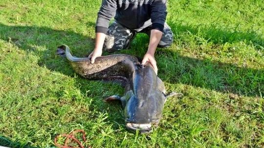 Stanisław W. odpowie przed sądem za 13-kilogramowego suma