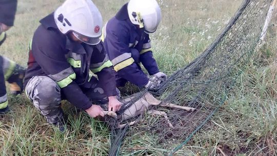 Strażacy uratowali sarenkę [FOTO]