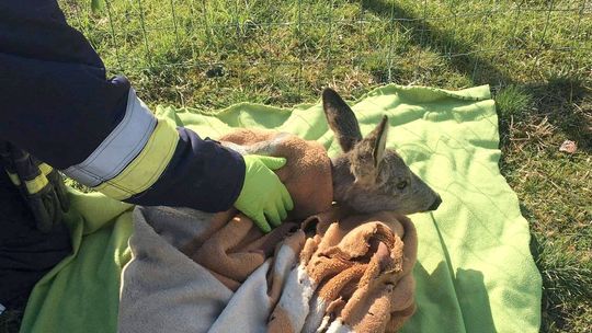 Strażacy uratowali sarnę