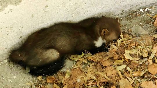 Strażacy uratowali zwierzątko na terenie Domu Pomocy Społecznej
