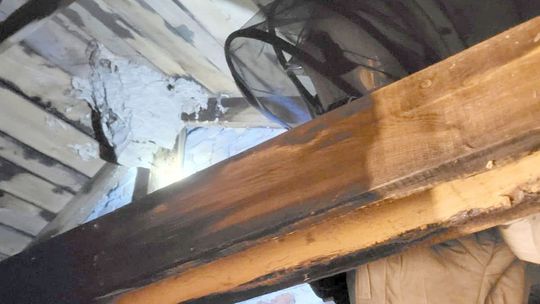 Strażacy usuwali w kościele gniazdo szerszeni i os