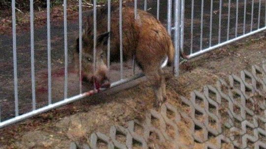 Strażacy uwolnili też dzika