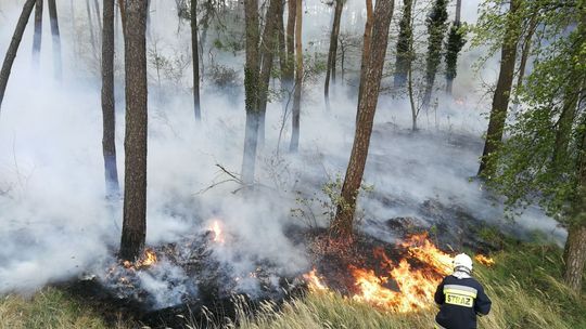 Sucho, więc ściółka szybko się zajęła