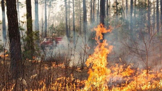 Krytyczny brak opadów niszczy nasze lasy. Zobacz prognozy na majówkę i sprawdź alerty Straży Leśnej