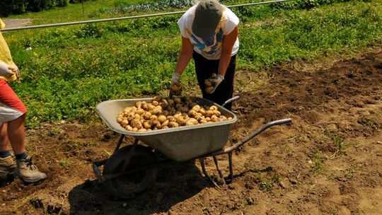 Król polskiego obiadu z Andów. Jak pyra i kartofel rządzą w polskiej kuchni