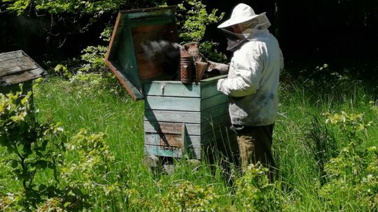 Świętujemy Wielki Dzień Pszczół Świętujemy Wielki Dzień Pszczół