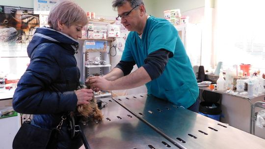 Sylwestrowy dyżur w lecznicy dla zwierząt