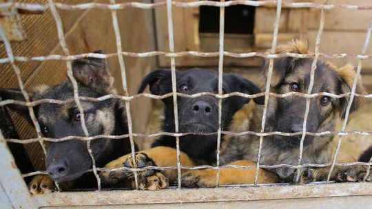 Koszty opieki nad zwierzętami. Płacimy podwójnie za błędy gmin i brak skutecznej profilaktyki