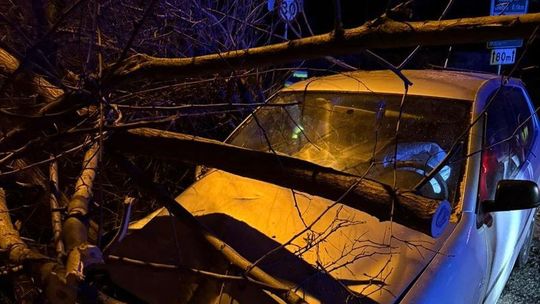 Szaleńczy pościg, perfidny fortel i finał w gęstych zaroślach. Nocny horror w Gryfinie