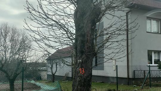 Szalony pomysł aby usunąć stare drzewa?