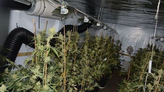 Szczecinianie uprawiali sobie na wsi... konopie