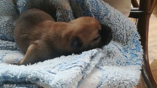 Szczenię w foliowym worku wyrzuciła do śmietnika!