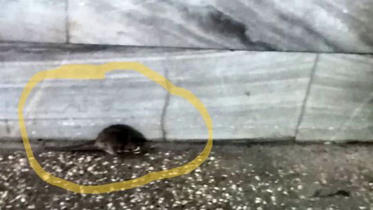 Szczury w tunelu pod torami?! Nieproszeni goście na dworcu w Gryfinie