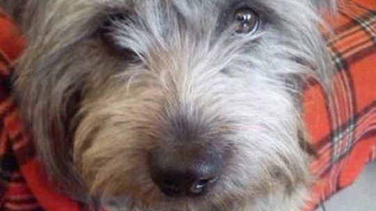 Szukamy Badiego z czerwoną obrożą