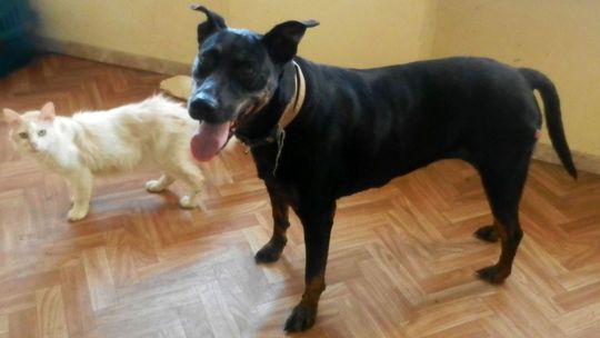 Szukamy dla nich domu