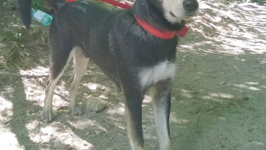 Szukamy pieska. Przewidziano nagrodę