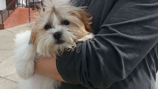 Szukamy właściciela zgubionego rasowego pieska Szukamy właściciela zgubionego rasowego pieska