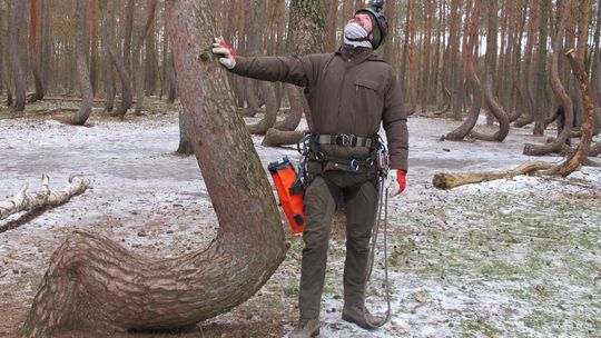 Szyszkobranie w Krzywym Lesie