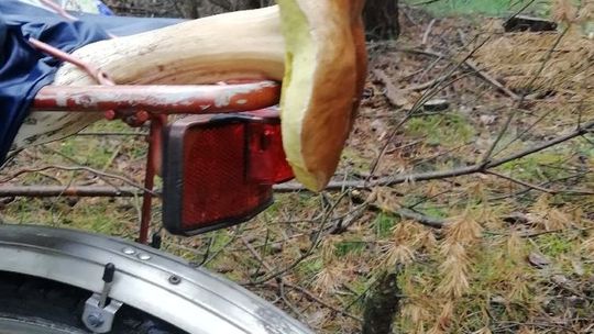 Taaaki prawdziwek! Ledwo się zmieścił na bagażnik