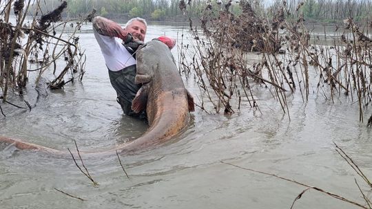 Taaka ryba w Odrze! Ponad 2,5 metra rekordem Polski