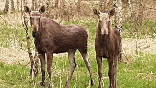 Tak łosie przedostały się na drugą stronę drogi