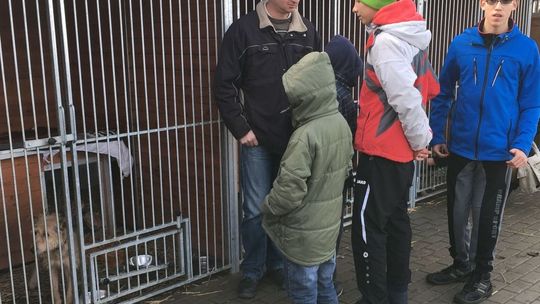 Tak pomagają bezdomnym zwierzętom w gryfińskim Kojcu