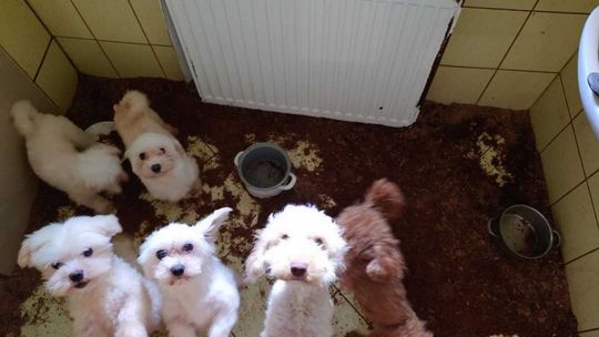 Znęcali się nad psami. W nielegalnej fabryce rasowych psów [ZDJĘCIA, WIDEO]