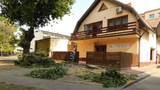 Tak znikają w Gryfinie drzewa Tak znikają w Gryfinie drzewa